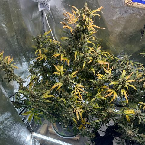 Gorilla Zkittlez Auto growlog timeline photo