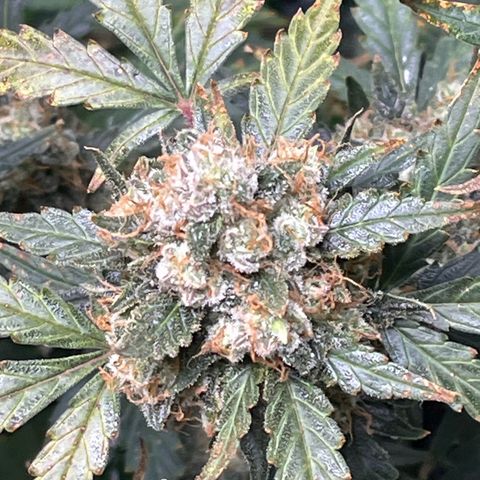 Blue Dream Auto 42-1 growlog timeline photo