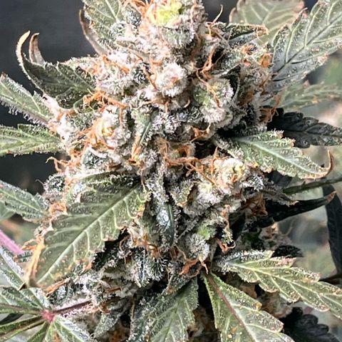 Blue Dream Auto 42-1 growlog timeline photo