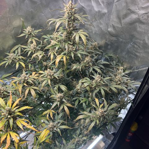 Blue Dream Auto 42-1 growlog timeline photo