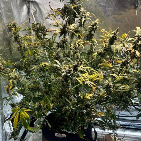 Blue Dream Auto 42-1 growlog timeline photo