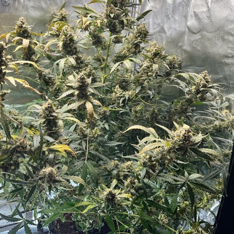 Blue Dream Auto 42-1 growlog timeline photo