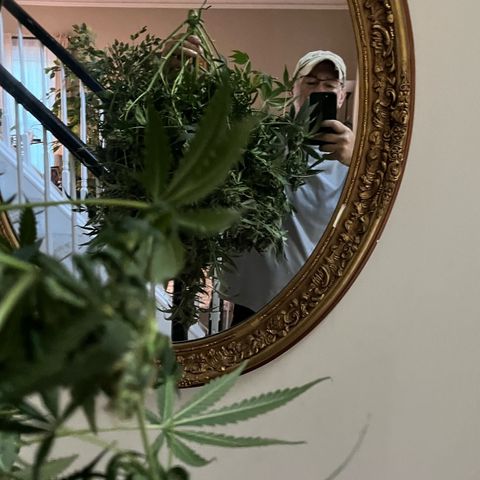 Blue Dream Auto 42-1 growlog photo: Harvested