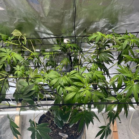 Gorilla Melon growlog timeline photo