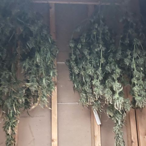 Blue Dream Auto 42-1 growlog photo: Hanging in the dry room. 