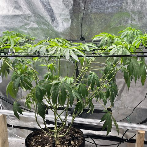 Gorilla Melon growlog timeline photo