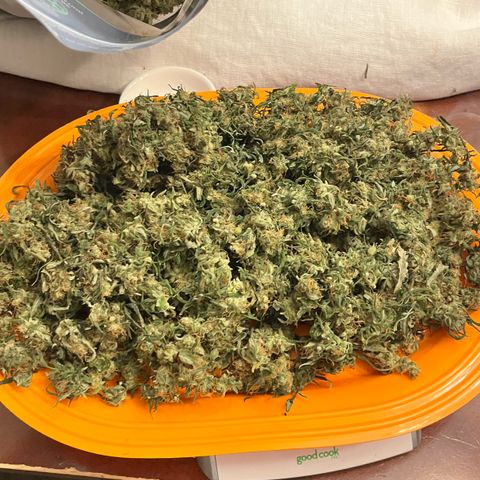 Blue Dream Auto 42-1 growlog timeline photo