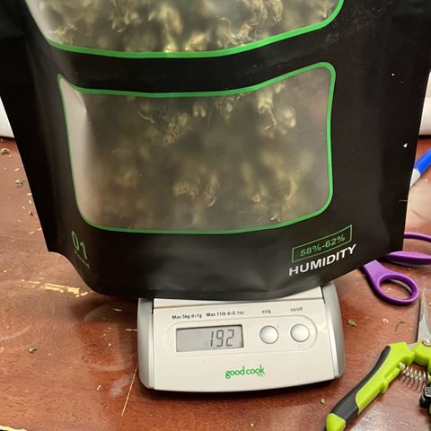 Blue Dream Auto 42-1 growlog timeline photo