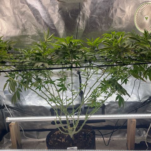 Gorilla Melon growlog timeline photo