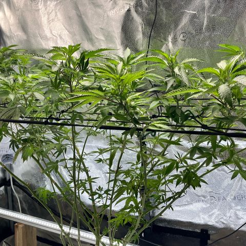 Gorilla Melon growlog timeline photo