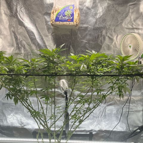 Gorilla Melon growlog timeline photo
