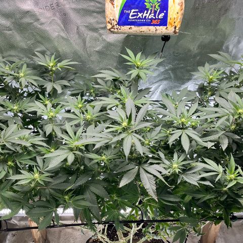 Gorilla Melon growlog photo: This is the Gorilla Melon the photo I had to take out of the tent because the 2 autos needed room