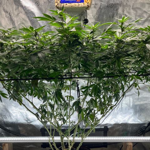 Gorilla Melon growlog photo: This is the Gorilla Melon the photo I had to take out of the tent because the 2 autos needed room