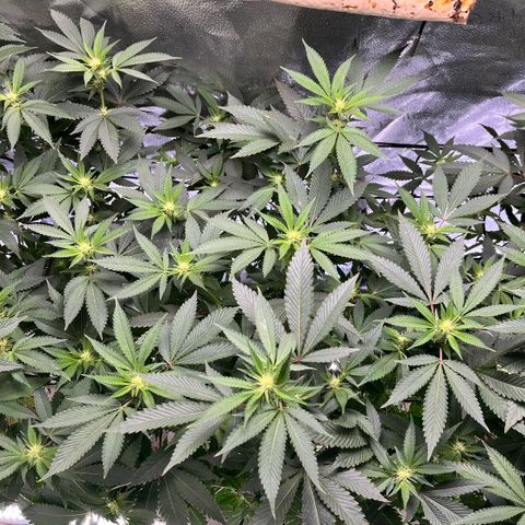 Gorilla Melon growlog photo: This is the Gorilla Melon the photo I had to take out of the tent because the 2 autos needed room