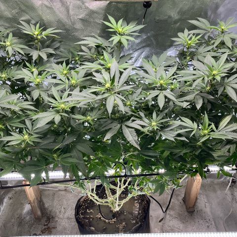 Gorilla Melon growlog photo: This is the Gorilla Melon the photo I had to take out of the tent because the 2 autos needed room