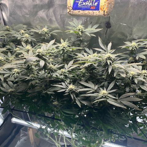 Gorilla Melon growlog timeline photo
