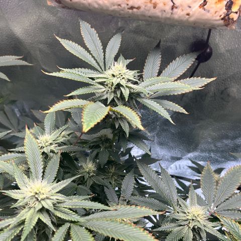 Gorilla Melon growlog timeline photo