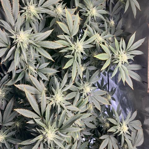 Gorilla Melon growlog timeline photo