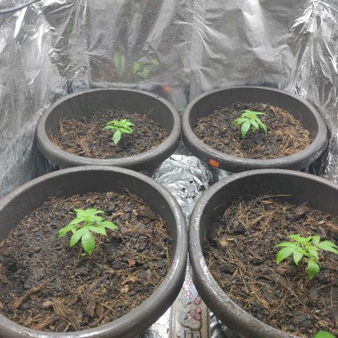 Las demonias #1 growlog photo: Plantas con 17 días desde la germinación
