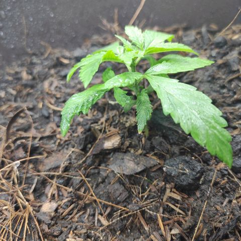 Las demonias #1 growlog timeline photo