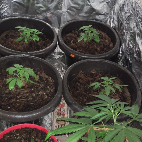 Las demonias #1 growlog timeline photo