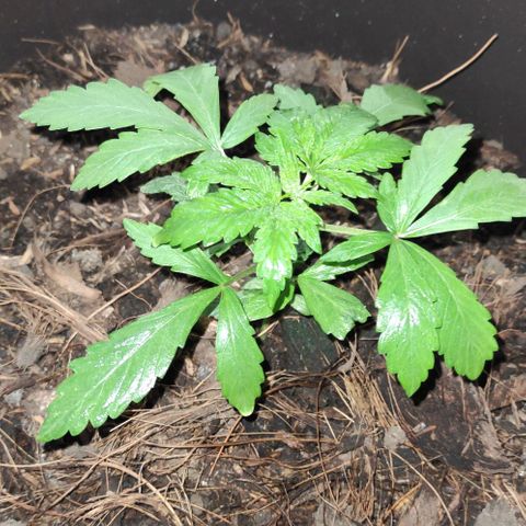 Las demonias #1 growlog timeline photo