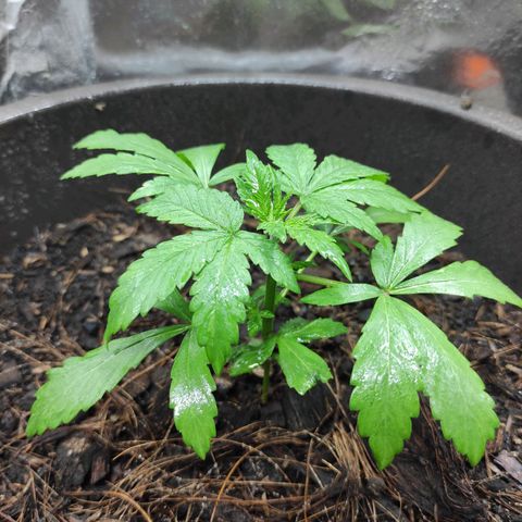 Las demonias #1 growlog timeline photo