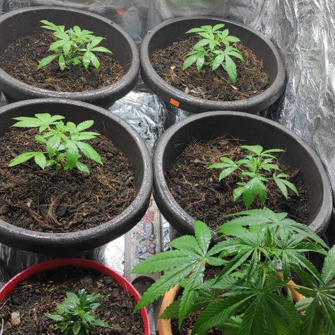 Las demonias #1 growlog timeline photo