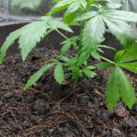 Las demonias #1 growlog timeline photo