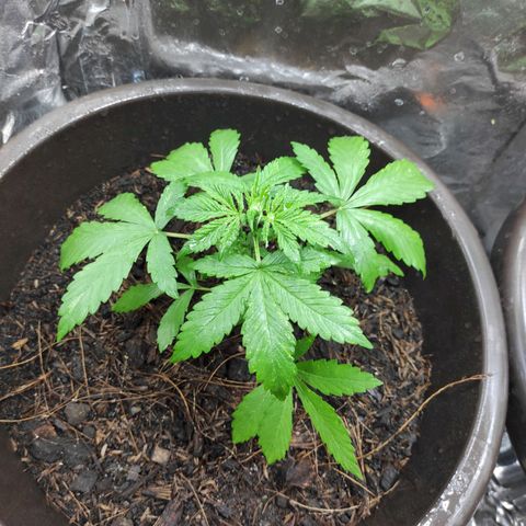 Las demonias #1 growlog timeline photo