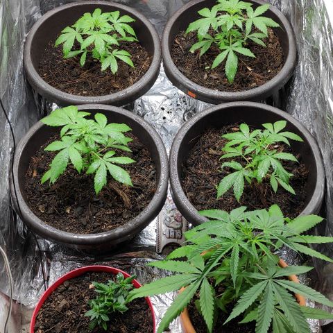 Las demonias #1 growlog timeline photo