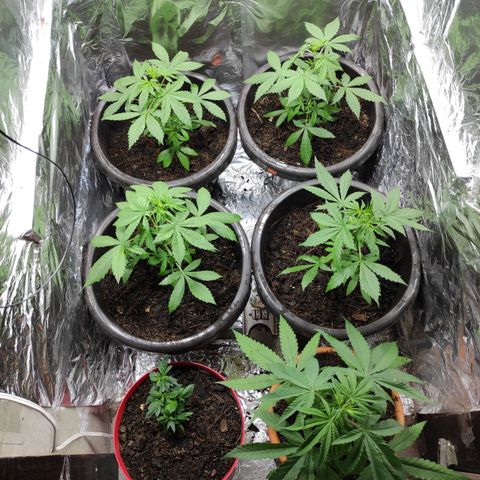 Las demonias #1 growlog timeline photo