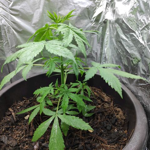 Las demonias #1 growlog timeline photo