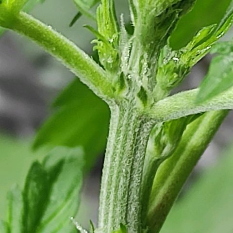Las demonias #1 growlog photo: Se comienzan a ver primeros pistilos 