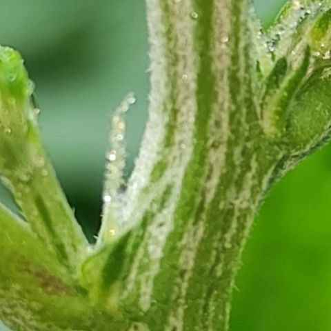 Las demonias #1 growlog photo: Se comienzan a ver primeros pistilos 