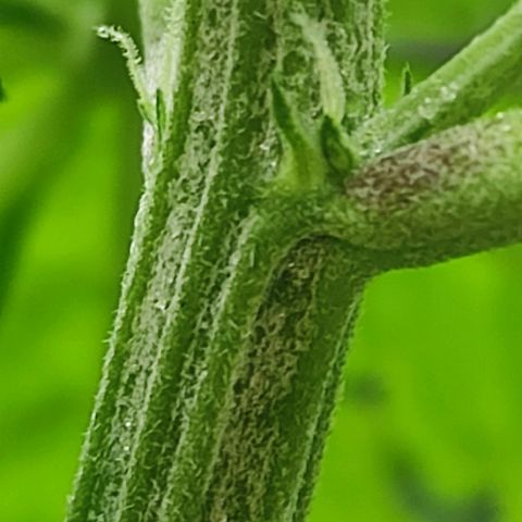 Las demonias #1 growlog photo: Se comienzan a ver primeros pistilos 