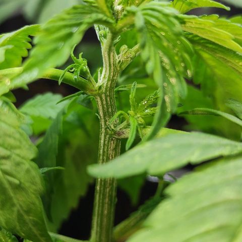 Las demonias #1 growlog photo: Se comienzan a ver primeros pistilos 