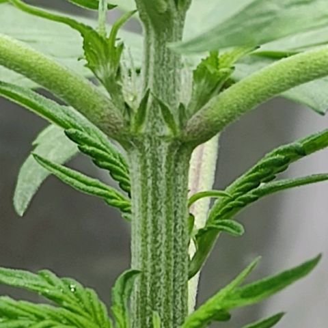Las demonias #1 growlog photo: Se comienzan a ver primeros pistilos 