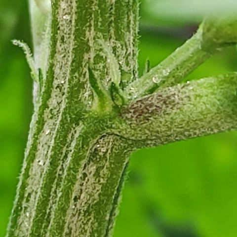 Las demonias #1 growlog photo: Se comienzan a ver primeros pistilos 