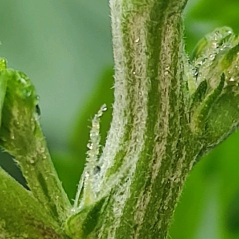 Las demonias #1 growlog photo: Se comienzan a ver primeros pistilos 