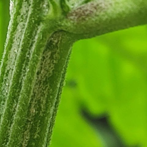 Las demonias #1 growlog photo: Se comienzan a ver primeros pistilos 
