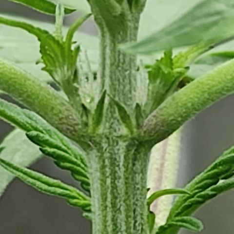 Las demonias #1 growlog photo: Se comienzan a ver primeros pistilos 