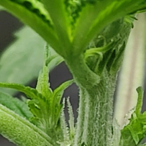 Las demonias #1 growlog photo: Se comienzan a ver primeros pistilos 