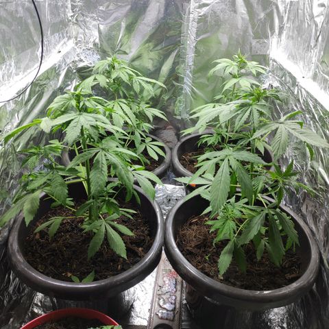 Las demonias #1 growlog timeline photo
