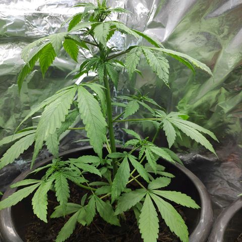 Las demonias #1 growlog timeline photo