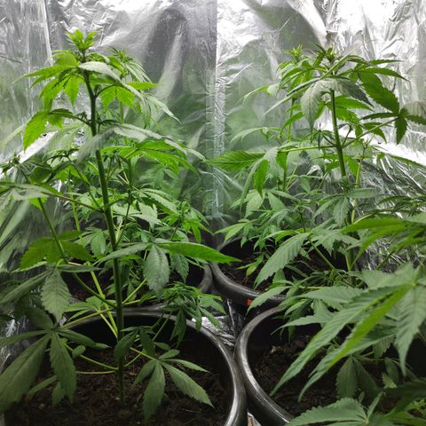 Las demonias #1 growlog timeline photo