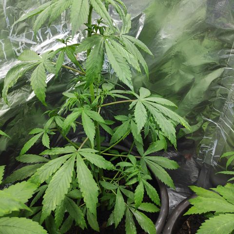 Las demonias #1 growlog timeline photo
