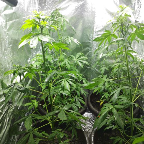 Las demonias #1 growlog timeline photo