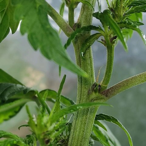 Las demonias #1 growlog photo: Planta con flores negras 