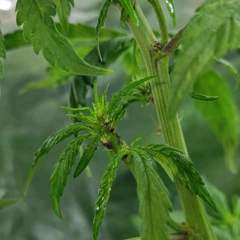 Las demonias #1 growlog photo: Planta con flores negras 